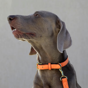 1 of 3: Madison Duke Dog Collar-Tusk