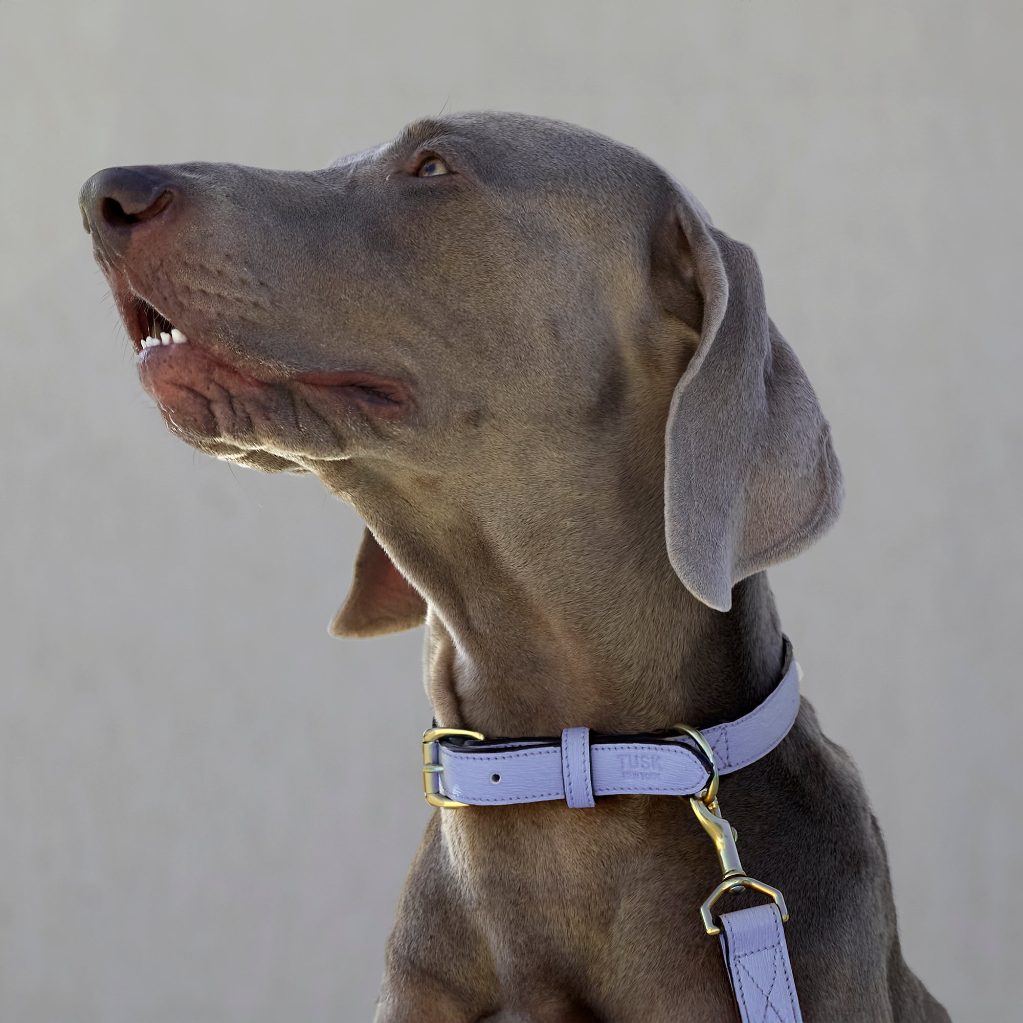 Madison Duke Dog Collar-Tusk